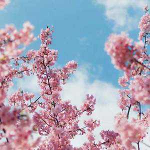 九九视频免费在线观看
